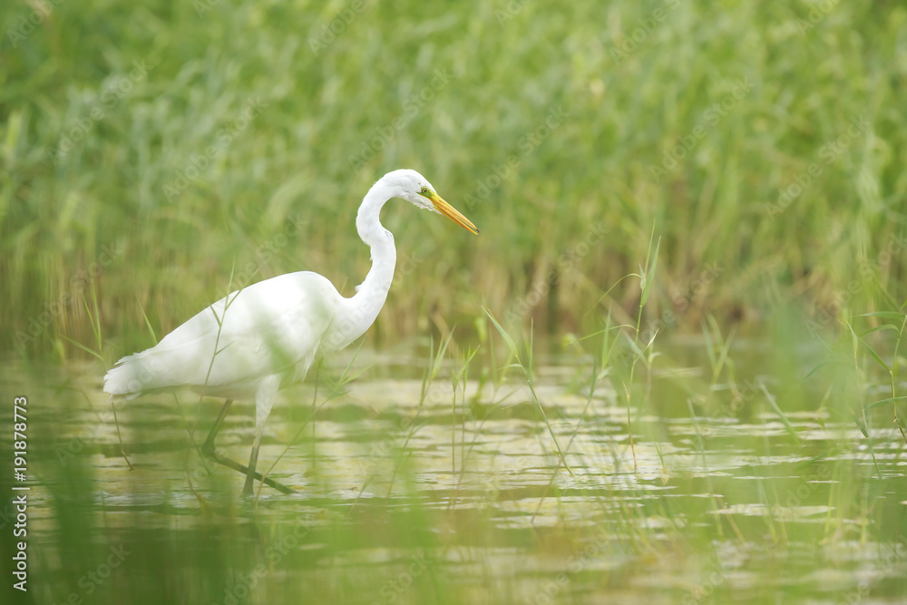 Great egret Ardea alba waterfowl hunting in wetlands Great egret Ardea alba waterfowl hunting in wetlands
