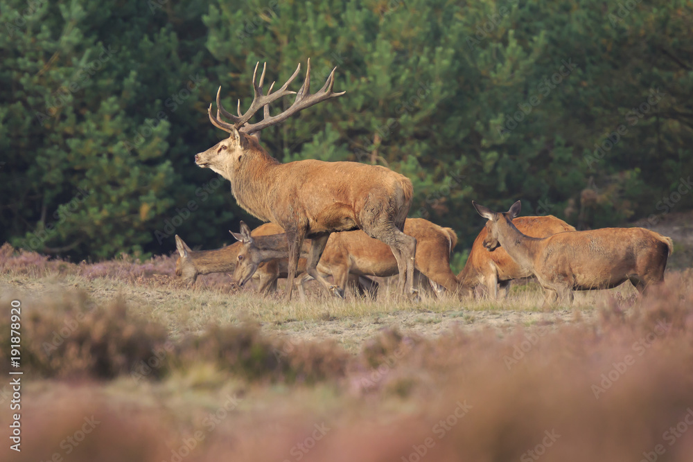 Red deer Cervus elaphus buck in moorland close up Red deer Cervus elaphus buck in moorland close up