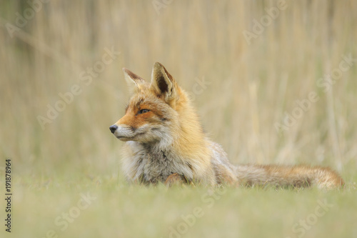 Close-up of a wild red fox (vulpes vulpes) resting and relaxing © Sander Meertins
