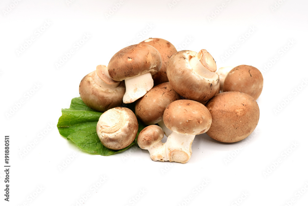 Brown Mushrooms on a White Background