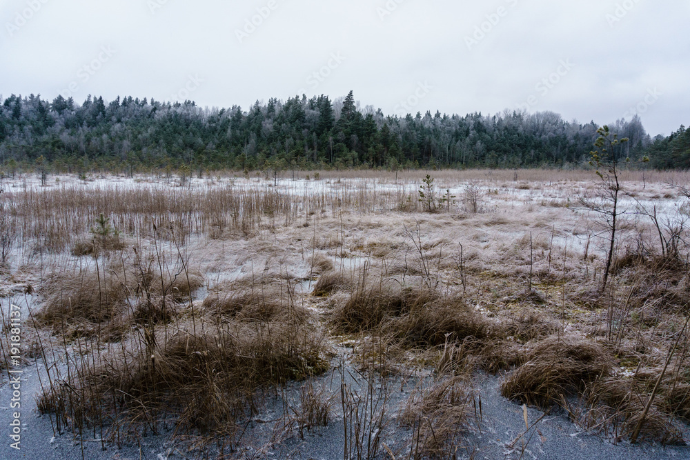 frozen country side by the forest covered in snow