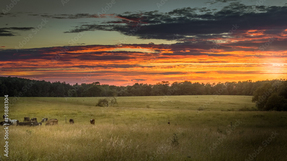 Cows grazing in a large grassy field during the last hours of daylight while a fiery red and orange sky surrounds them. Cows grazing in a large grassy field during the last hours of daylight while a fiery red and orange sky surrounds them.