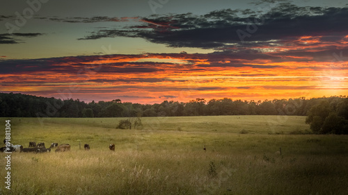 Cows grazing in a large grassy field during the last hours of daylight while a fiery red and orange sky surrounds them.