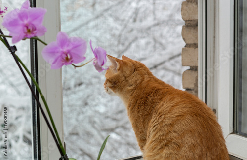 Domestic cat sitting on windowsill photo