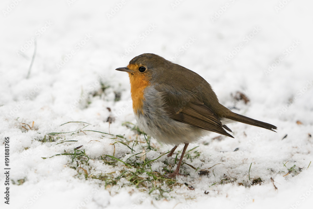 European robin bird on the ground looking for food in the snow at winter European robin bird on the ground looking for food in the snow at winter