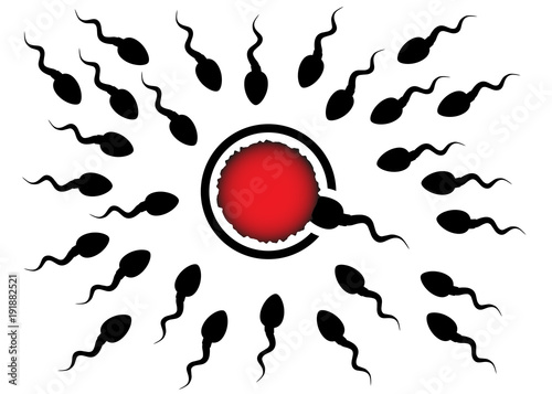 Sperm and egg cell. Spermatozoid reaches the target. Fertilization concept. Silhouette vector