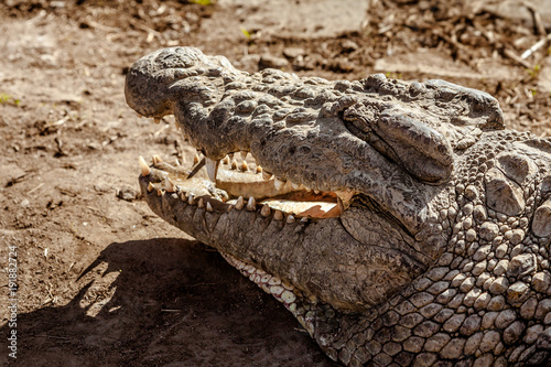 Nile crocodile of Madagascar