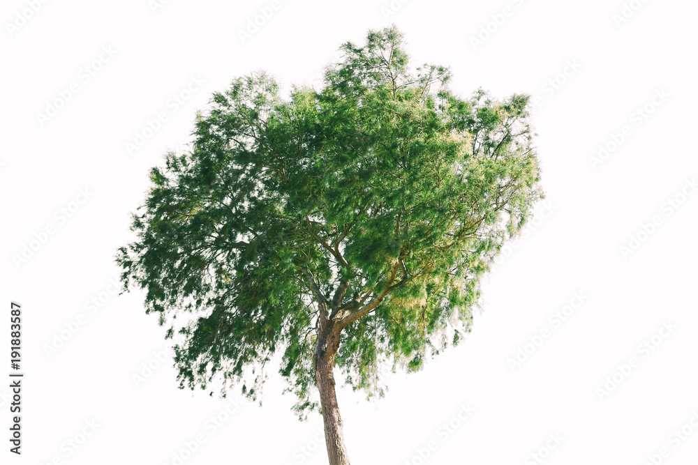 Green tree isolated on a white background
