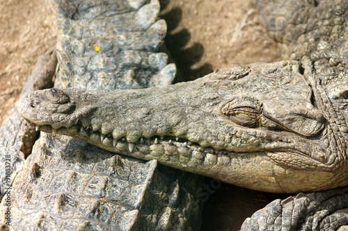 Alligator enjoying the sun