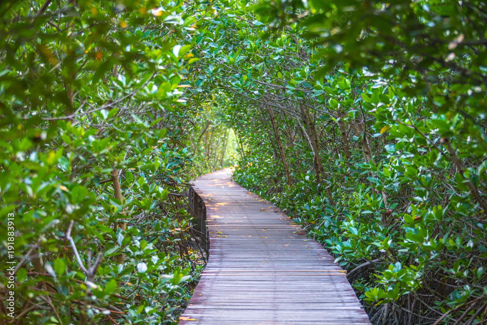 A beautiful scenery of the wooden bridge for nature trail mangrove forest at Petchaburi province, Thailand. (intend focus at middleground subject and making foregroung and background blurred)