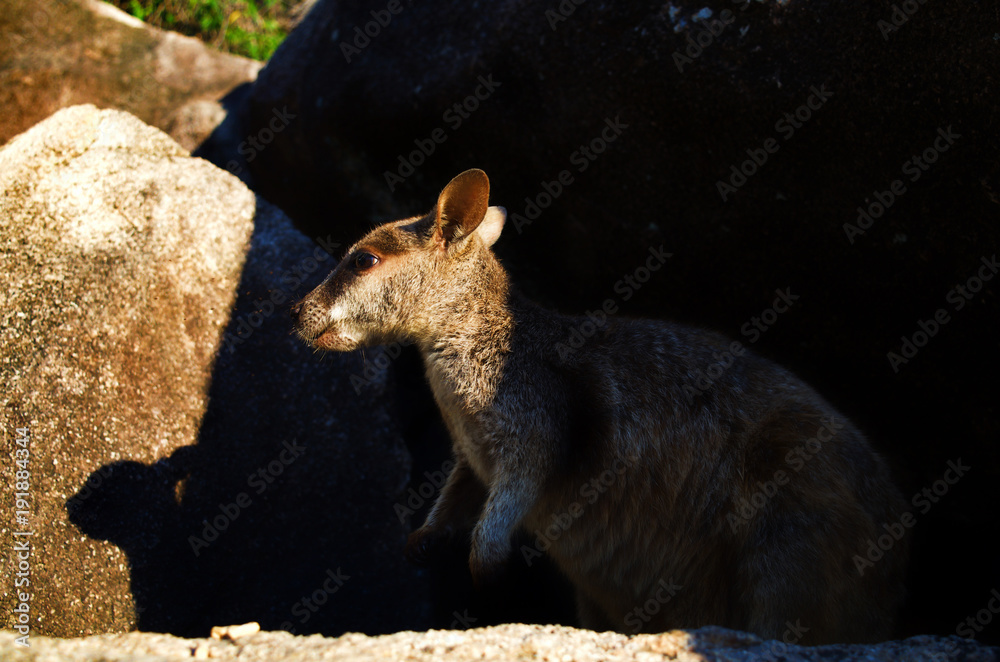 Fototapeta premium rock_wallaby