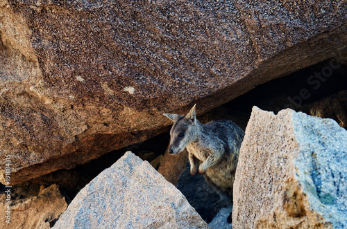 rock_wallaby2