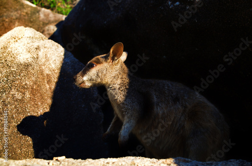 rock_wallaby 
