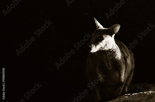 rockwallaby