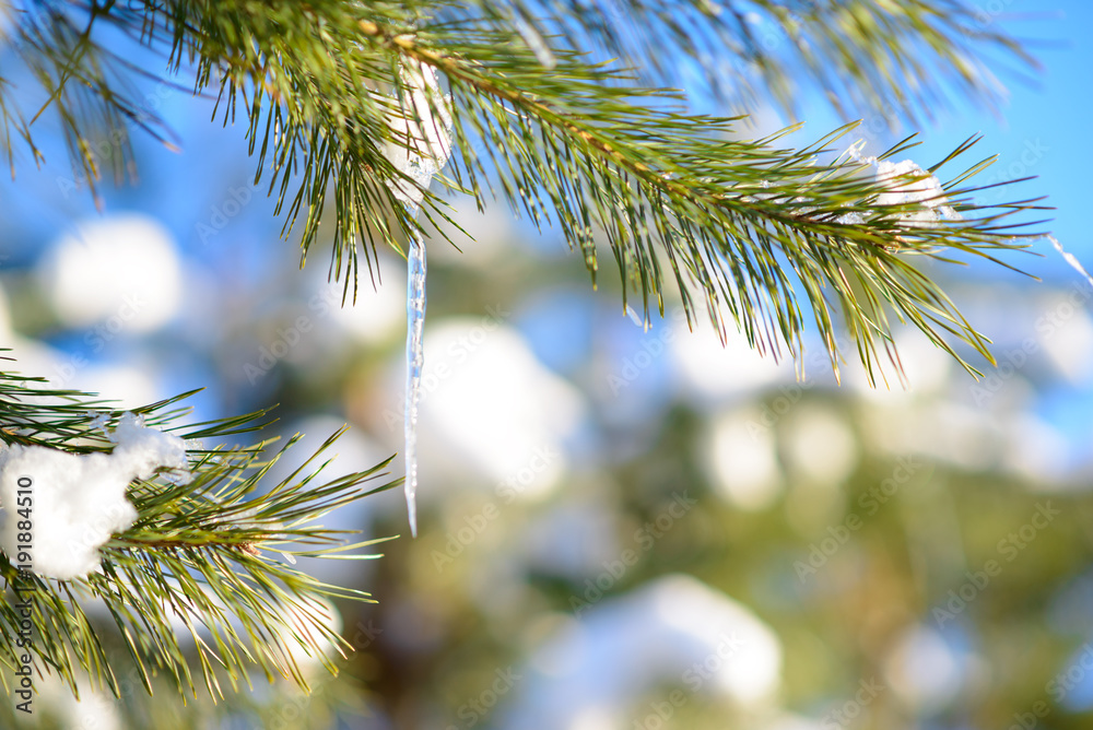 Snow-covered Pine Branch with Icicle on Clear Blue Sky Background at Sunny Warm Spring Day Snow-covered Pine Branch with Icicle on Clear Blue Sky Background at Sunny Warm Spring Day