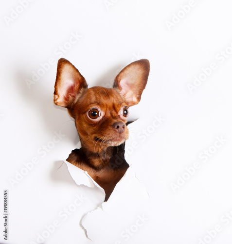 The head of a puppy peeks through a hole on a white background. The dog crawled into the hole in the paper. Russian Toy Terrier. Horizontal studio image. photo