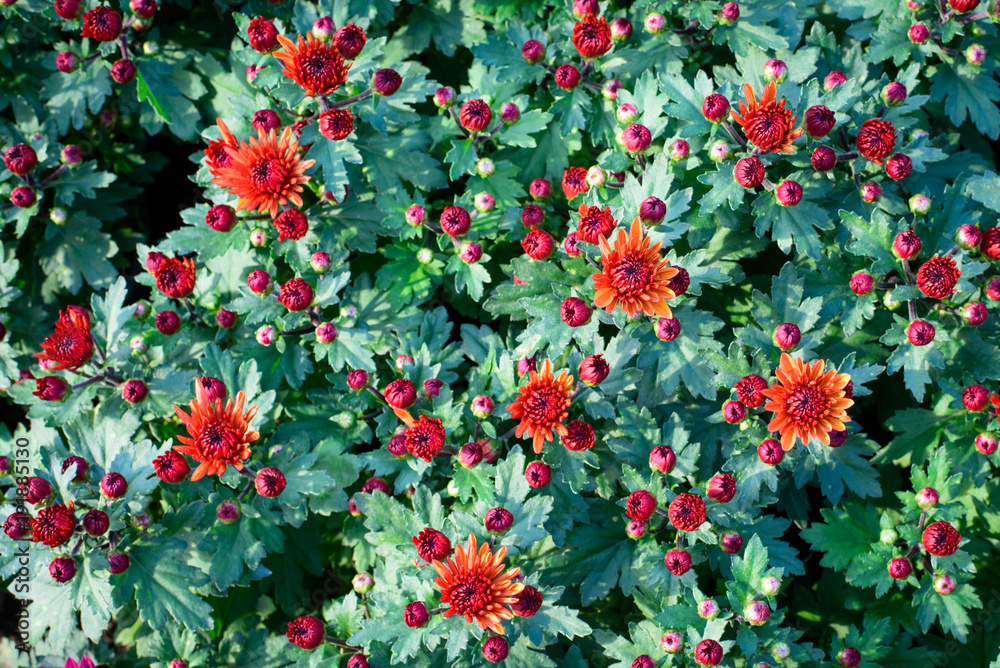 Fototapeta premium Colorful Chrysanthemum flowers on top view pattern in the garden
