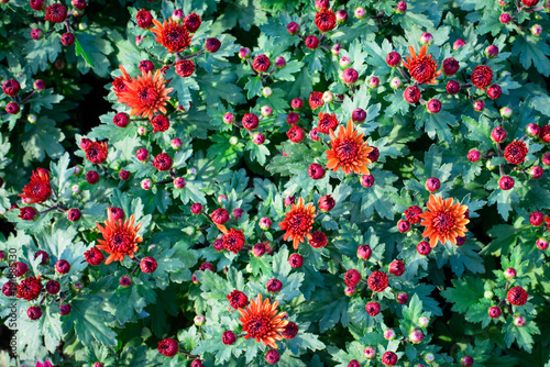 Colorful Chrysanthemum flowers on top view pattern in the garden