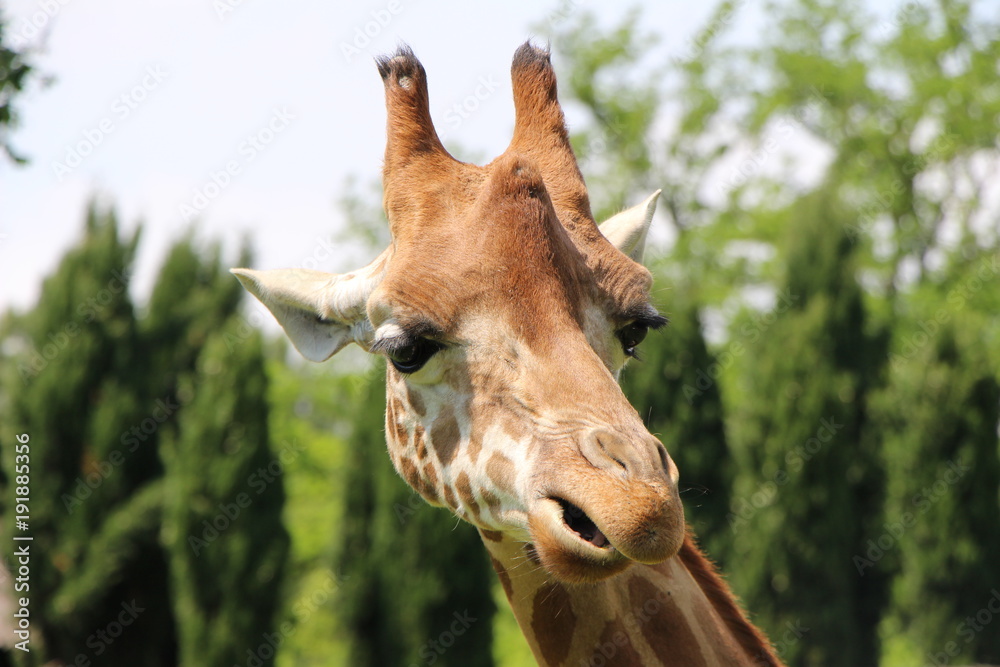 Fototapeta premium Giraffe Nahaufnahme