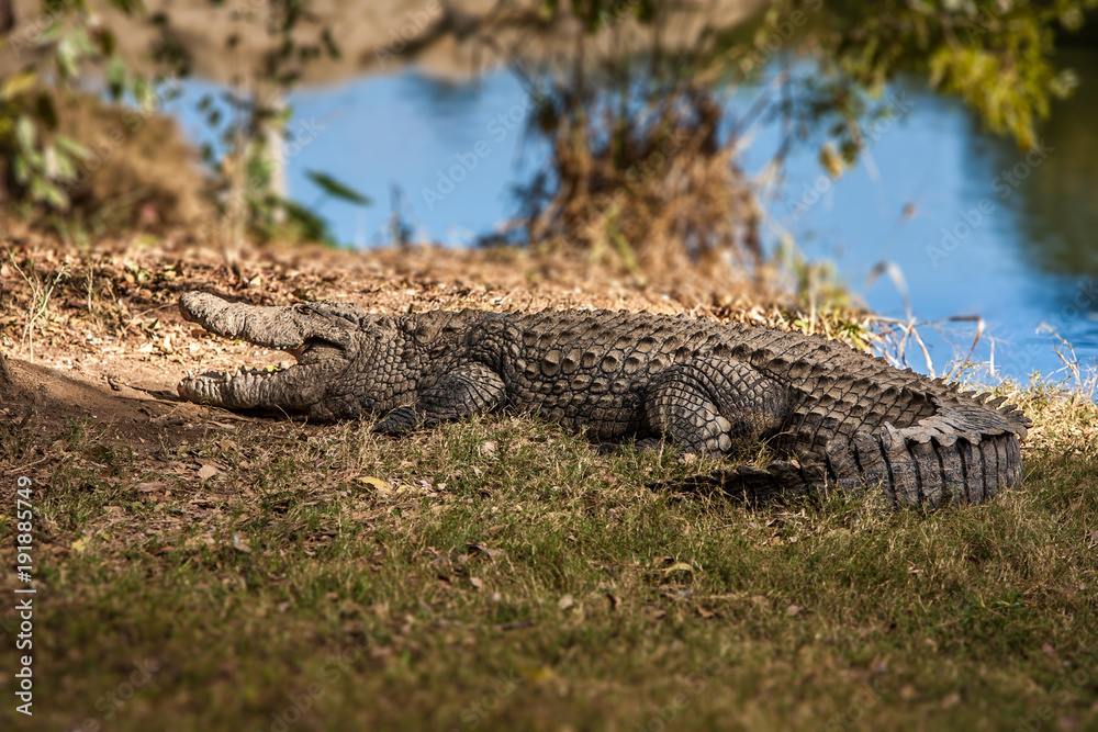Fototapeta premium Nile crocodile of Madagascar