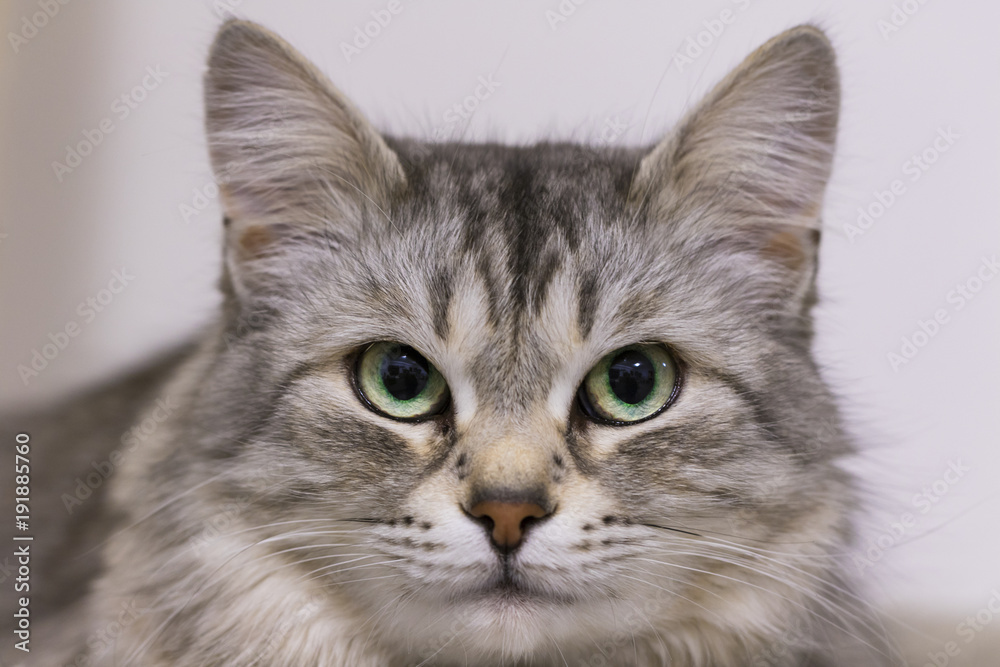 Adorable silver cat face, siberian breed Adorable silver cat face, siberian breed