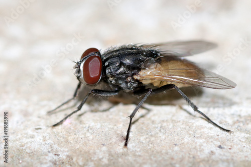 Housefly Macro