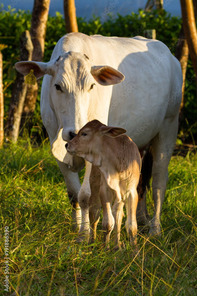 brahman cattle - Bos Indicus