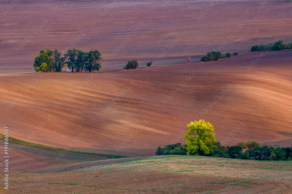 Bohemian curvy fields