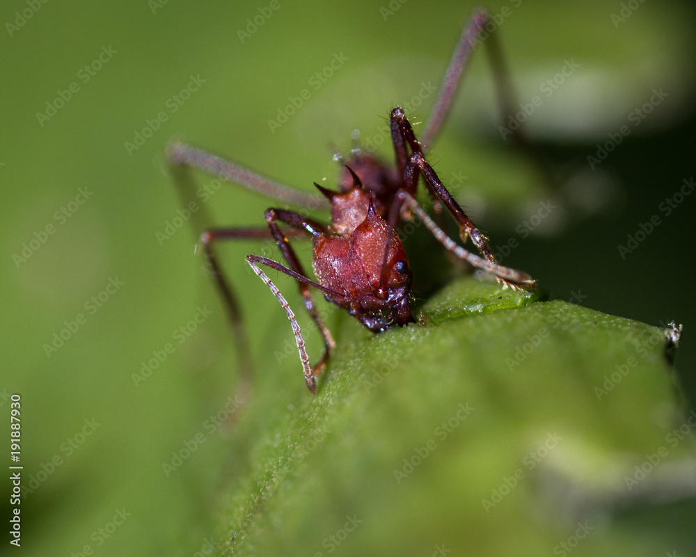 Naklejka premium Leaf cutter ants