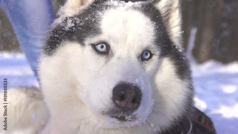 Siberian husky dog under falling snow in winter on a sunny day Siberian husky dog under falling snow in winter on a sunny day