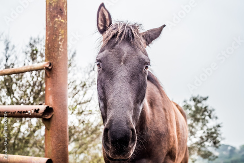 portrait of browm horse standing near a fence in the meadow, trees and sky on the background © Adi Neuman