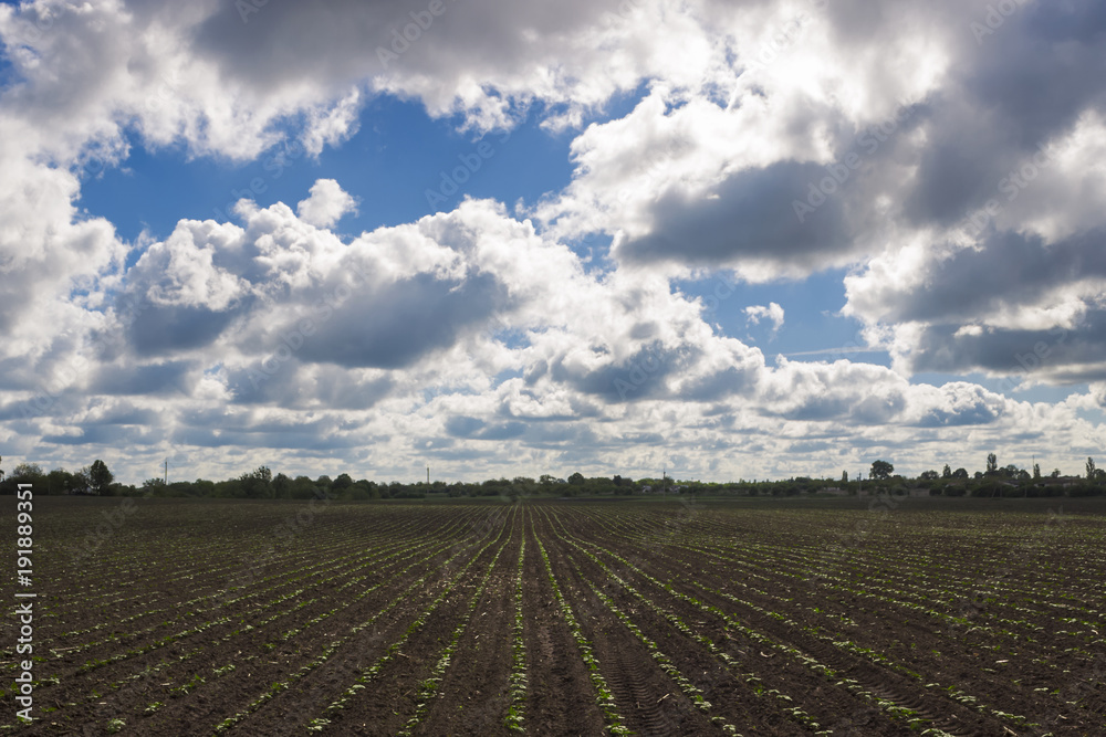 Agricultural field with shoots in the background of a cloudy sky