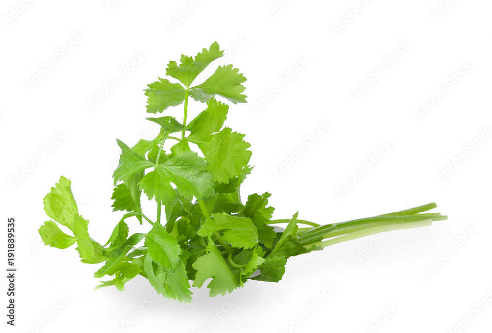 Fresh celery isolated on white background Fresh celery isolated on white background