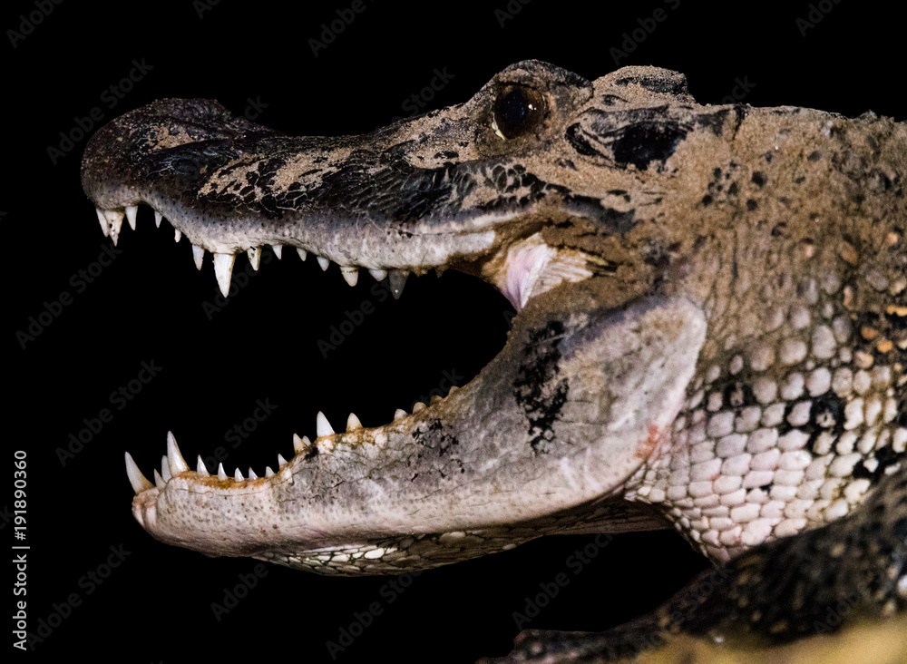 Obraz premium Big Jaws Crocodile Mouth