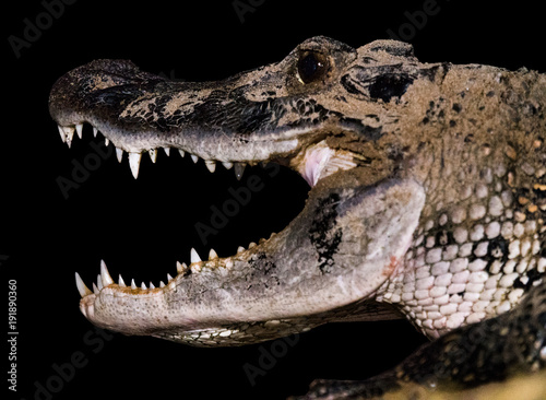Big Jaws Crocodile Mouth