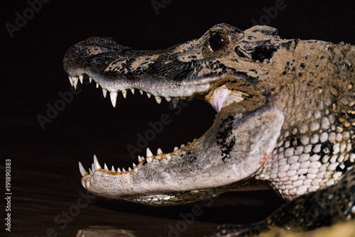 Big Jaws Crocodile Mouth Caiman