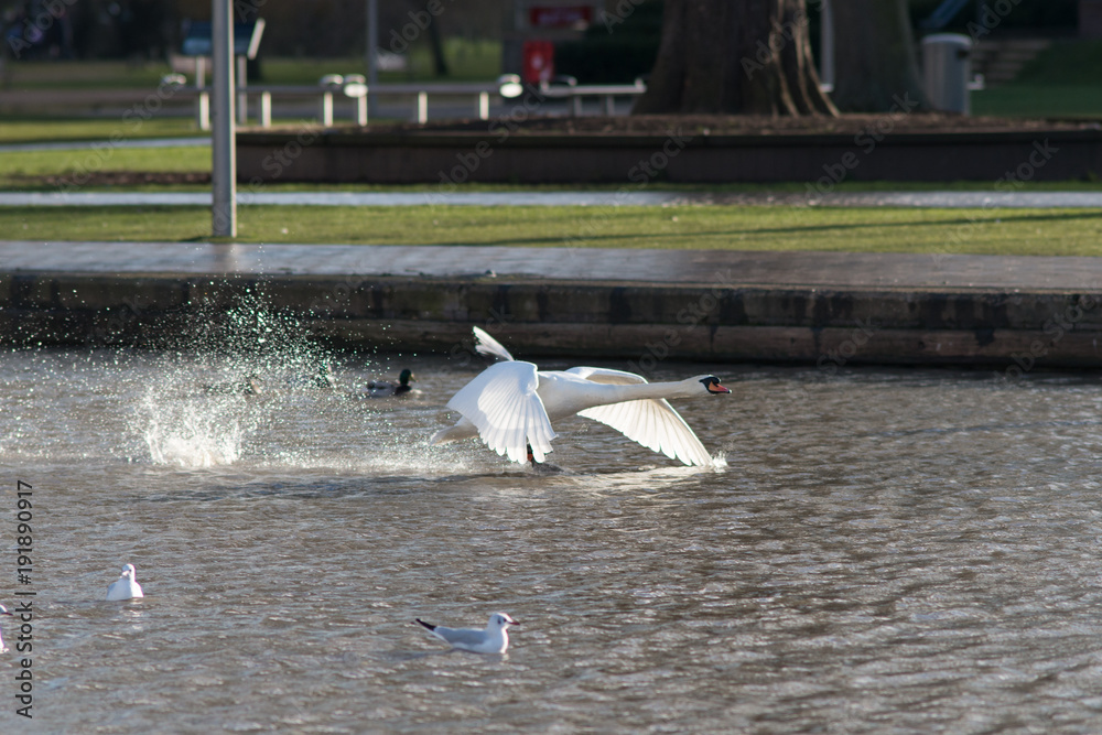 Fototapeta premium swan taking off
