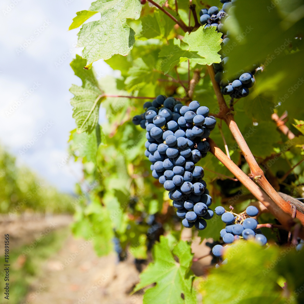 Naklejka premium Vigne et grappes de raisin en France