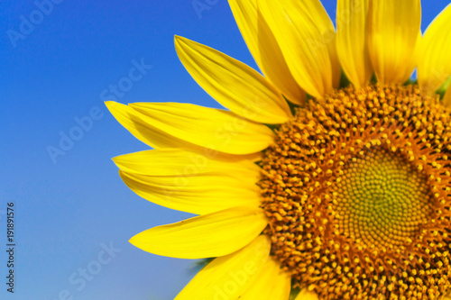 Fototapeta Naklejka Na Ścianę i Meble -  Close-up of Beautiful sunflower blossom on blue sky