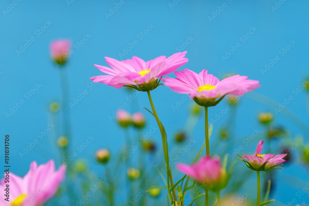 Pink cosmos flowers on a blue background