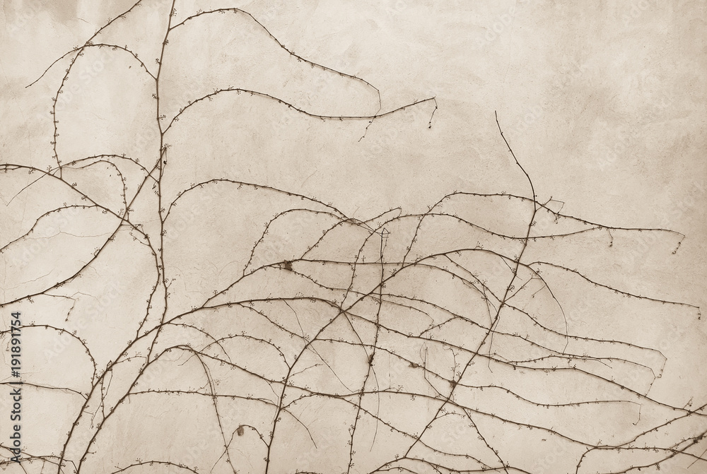 Branches of wild autumn grapes without leaves, woven on the grey concrete wall with cracks background Branches of wild autumn grapes without leaves, woven on the grey concrete wall with cracks background