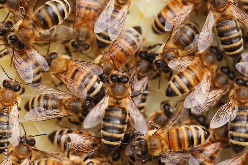 Honeybees at work Honeybees at work