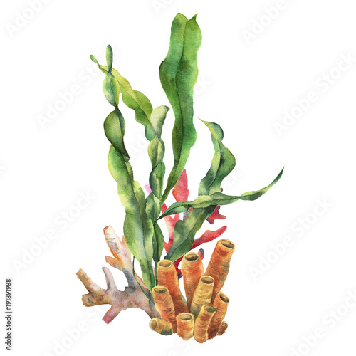 Fototapeta Watercolor coral reef composition with laminaria leaves