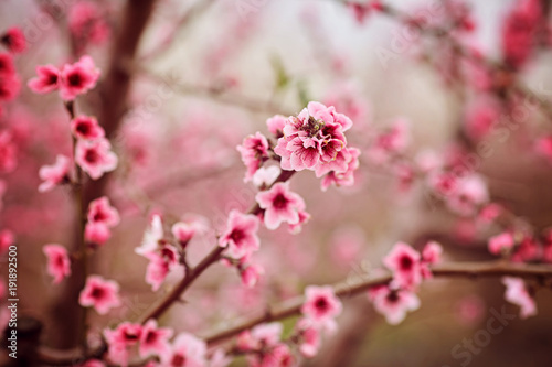 The blossoming Mindale stepnoy Latin Prunus tenella  photo