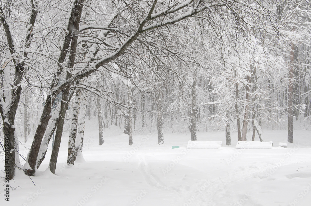 Fototapeta premium Winter landscape with a park