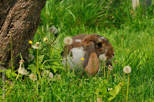 Widderkaninchen auf einer Wiese photo