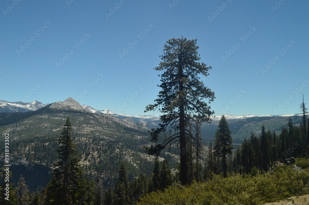 Wonderful Views Of A Forest From The Highest Part Of One Of The Mountains Of Yosemite National Park. Nature Travel Holidays. June 29, 2017. Yosemite National Park. Mariposa California. USA. EEUU.