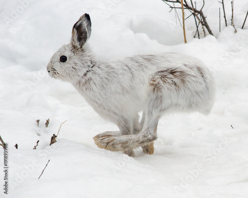 Snowshoe hare running photo