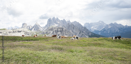 breeding of cows in the high mountains on the Alps.