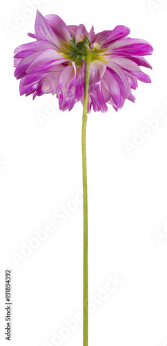 Fototapeta Naklejka Na Ścianę i Meble -  dahlia flower isolated
